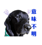 供血犬ラブラドール親子（個別スタンプ：28）