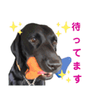 供血犬ラブラドール親子（個別スタンプ：30）