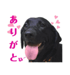 供血犬ラブラドール親子（個別スタンプ：31）