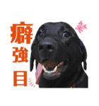 供血犬ラブラドール親子（個別スタンプ：32）