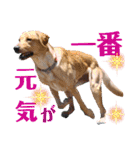 供血犬ラブラドール親子（個別スタンプ：33）
