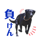 供血犬ラブラドール親子（個別スタンプ：34）