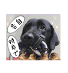 供血犬ラブラドール親子（個別スタンプ：36）