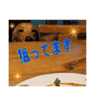 供血犬ラブラドール親子（個別スタンプ：37）