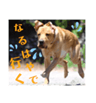 供血犬ラブラドール親子（個別スタンプ：38）