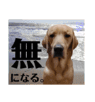 供血犬ラブラドール親子（個別スタンプ：39）