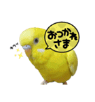 セキセイインコちゃんたち（個別スタンプ：1）