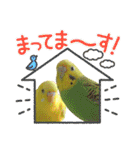 セキセイインコちゃんたち（個別スタンプ：29）