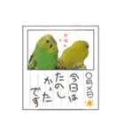 セキセイインコちゃんたち（個別スタンプ：31）