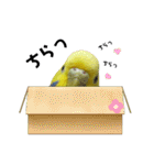 セキセイインコちゃんたち（個別スタンプ：32）