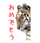 BIGなトラの寅年スタンプ！2022年 年末年始（個別スタンプ：16）