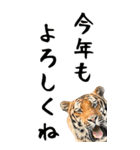 BIGなトラの寅年スタンプ！2022年 年末年始（個別スタンプ：19）