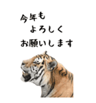 BIGなトラの寅年スタンプ！2022年 年末年始（個別スタンプ：21）