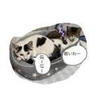 トラとなな（個別スタンプ：3）