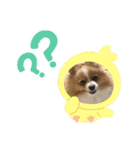 クゥの日常生活（個別スタンプ：1）