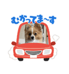 クゥの日常生活（個別スタンプ：7）