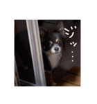 チワワのミロち4（個別スタンプ：12）