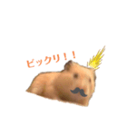 ハムスターのコタロウさん（個別スタンプ：5）
