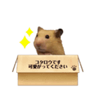 ハムスターのコタロウさん（個別スタンプ：7）