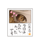 ハムスターのコタロウさん（個別スタンプ：8）