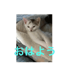 ごまこの日常2（個別スタンプ：1）