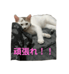 ごまこの日常2（個別スタンプ：4）