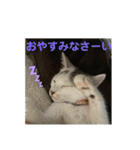 ごまこの日常2（個別スタンプ：8）