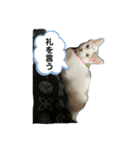 ごまこの日常2（個別スタンプ：9）