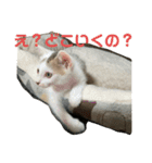 ごまこの日常2（個別スタンプ：12）