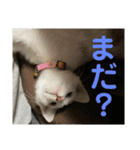 ごまこの日常2（個別スタンプ：14）