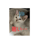 ごまこの日常2（個別スタンプ：16）