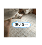 ごまこの日常2（個別スタンプ：17）