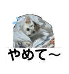 ごまこの日常2（個別スタンプ：18）