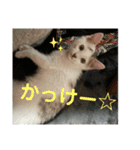 ごまこの日常2（個別スタンプ：24）