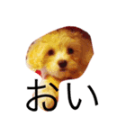 マルプーくーちゃん（個別スタンプ：5）