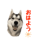 もふもふのおともだち①（個別スタンプ：3）