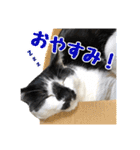 もふもふのおともだち①（個別スタンプ：4）