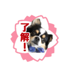 もふもふのおともだち①（個別スタンプ：6）