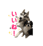 もふもふのおともだち①（個別スタンプ：7）