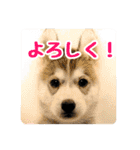 もふもふのおともだち①（個別スタンプ：8）