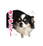 もふもふのおともだち①（個別スタンプ：9）