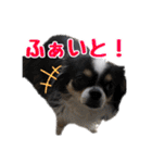 もふもふのおともだち①（個別スタンプ：10）