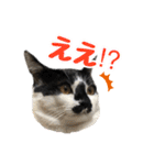もふもふのおともだち①（個別スタンプ：11）