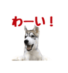 もふもふのおともだち①（個別スタンプ：13）