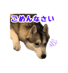 もふもふのおともだち①（個別スタンプ：14）