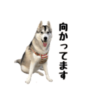 もふもふのおともだち①（個別スタンプ：16）