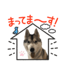 もふもふのおともだち①（個別スタンプ：17）