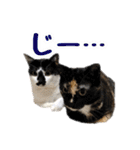 もふもふのおともだち①（個別スタンプ：19）