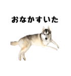 もふもふのおともだち①（個別スタンプ：23）