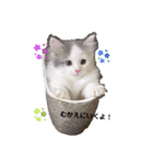 Mokittyファミリー（個別スタンプ：2）